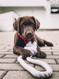 Portrait of puppy sitting outdoors