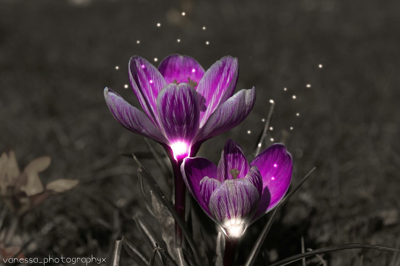 flower, flowering plant, plant, petal, fragility, vulnerability, purple, freshness, beauty in nature, close-up, crocus, growth, nature, pink color, iris, inflorescence, flower head, no people, leaf, day, outdoors, springtime