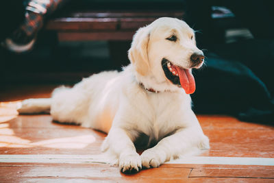 Close-up of a dog looking away