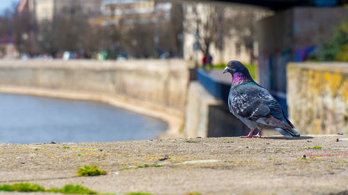 Close-up of bird perching on road