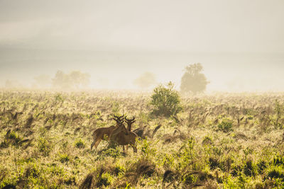 View of an animal on landscape