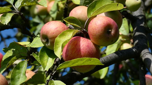 Close-up of apple growing on tree