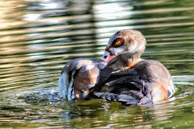 Close-up of duck in lake