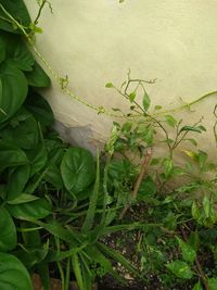 Close-up of ivy growing on wall