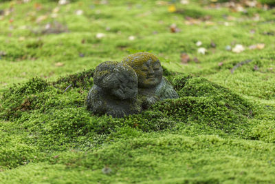 View of a turtle on field