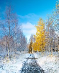 Trees on snow covered land against sky