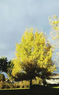 Yellow tree against sky during autumn