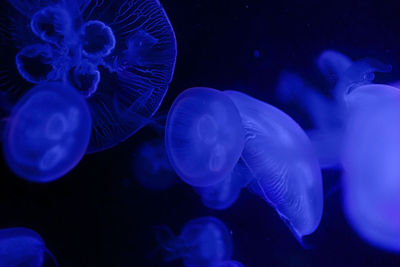 Jellyfish iii, france