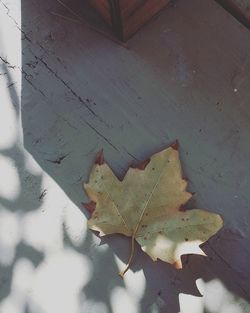 Close-up of autumn leaf