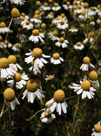 Close-up of white daisy flowers