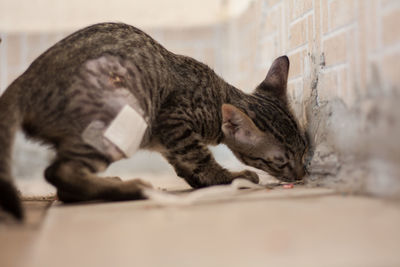 Close-up of a cat sleeping