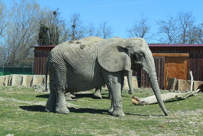 The imposing figure of the elephant seen from a car