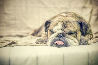 Close-up of a dog resting on sofa