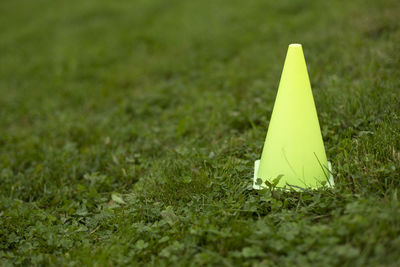 Close-up of yellow flower on field