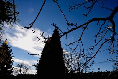 Low angle view of silhouette bare trees against sky