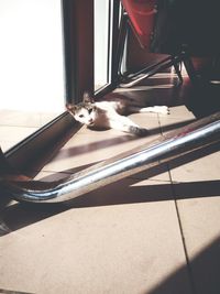 Portrait of cat on window