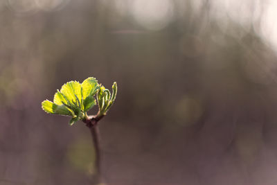 Close-up of flower against blurred background