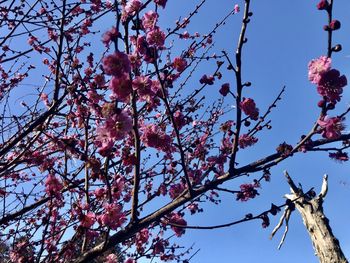 Low angle view of cherry blossoms against sky