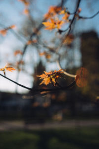 Close-up of autumn leaves on branch