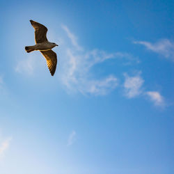 Low angle view of seagull flying in sky