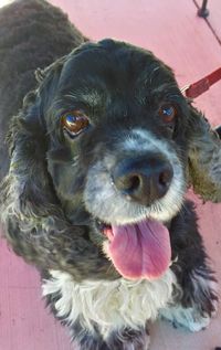 Close-up portrait of a dog