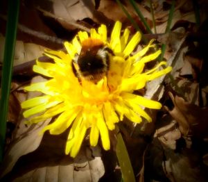 Close-up of bee pollinating on yellow flower