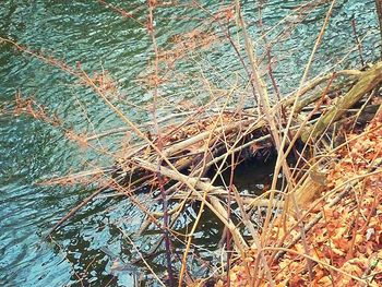 Bare trees in water