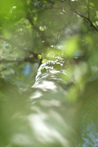 Close-up of water drops on plant