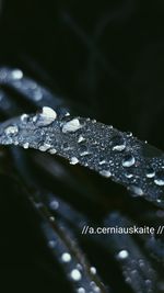 Close-up of raindrops on leaf