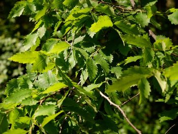 Close-up of fresh green leaves