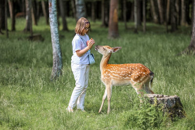 A girl feeding cute spotted deer bambi at petting zoo. baby fawn deer playing with people 