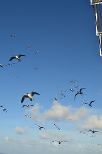 Low angle view of birds flying in sky