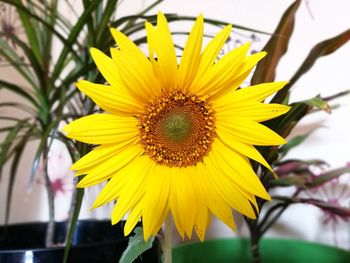 Close-up of sunflower