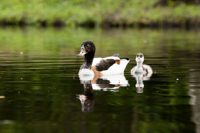 Ducks swimming in lake