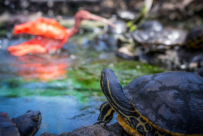 Close-up of turtle swimming in water