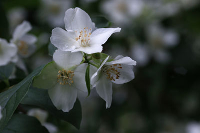 Close-up of white cherry blossoms