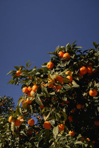 Low angle view of red flowers