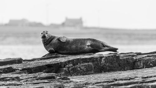 Side view of an animal on rock against sea
