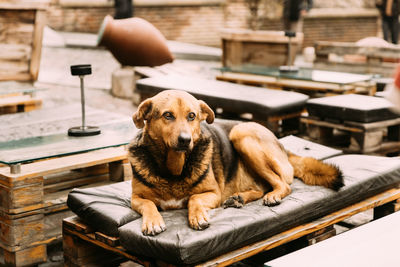 Dog sitting on floor