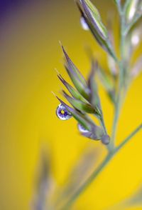 Close-up of dew on yellow flower