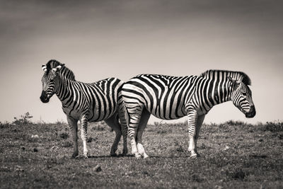 Zebra standing on field