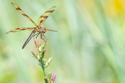 Close-up of insect on plant