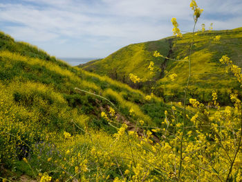 Scenic view of field against sky