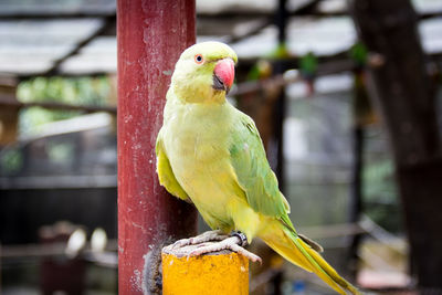 Close-up of parrot perching on wood