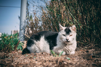 Cat resting on field