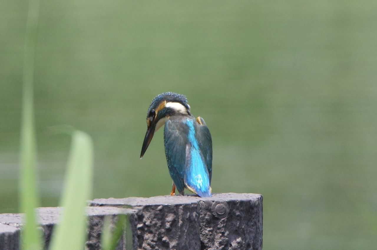 CLOSE-UP OF BIRD PERCHING ON WOODEN POST