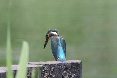 Close-up of bird perching on wood