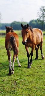 Horses standing in ranch