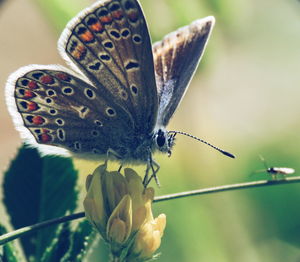 Close-up of butterfly pollinating on flower