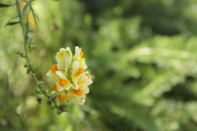 Close-up of yellow flower blooming outdoors